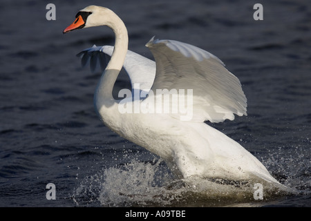 Schwan Landung, Abbotsbury Swannery, Dorset, England. Stockfoto