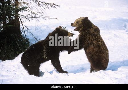zwei junge braune Bären spielen im Schnee Ursus arctos Stockfoto