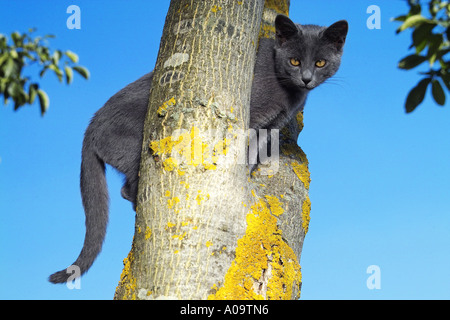 junge Kartäuser-Katze auf Baum Stockfoto