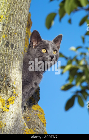 junge Kartäuser-Katze auf Baum Stockfoto