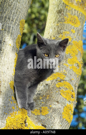 junge Kartäuser-Katze auf Baum Stockfoto