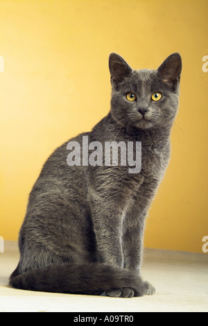 Kartäuser Katze sitzt Stockfoto