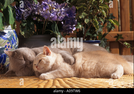 Britisch Kurzhaar Katze mit Kätzchen Creme liegend blau Stockfoto