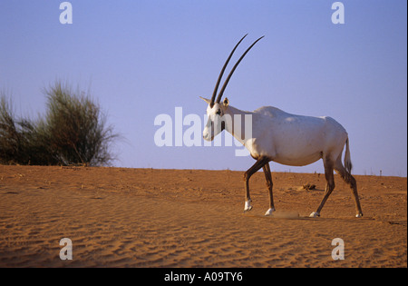Arabische Oryx (Oryx leucoryx), die in der Wüste spazieren. Al Maha, Dubai Stockfoto
