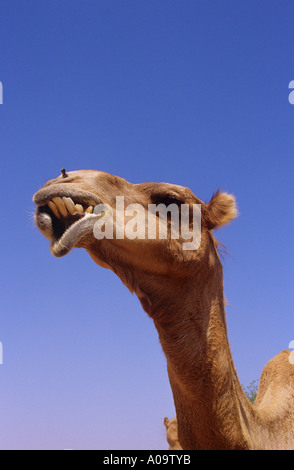 Dromedar einen buckligen Kamel Porträt Camelus dromedarius Stockfoto