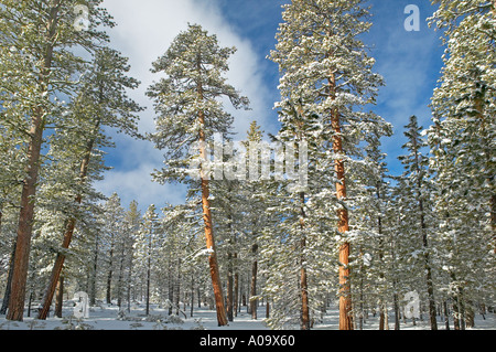 Ponderosa Pinien und Schneefall in der Nähe von Klamath Falls, Oregon Stockfoto