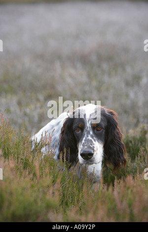 Englisch Setter Hund Jagdhund auf Punkt während ein Moorhuhn-schießen in Yorkshire Stockfoto