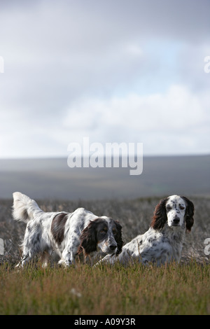 zwei english Setter auf Punkt während ein Moorhuhn-schießen in Yorkshire Stockfoto