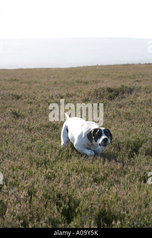 Englisch kurz behaart glatt Zeiger-Jagdhund-Hund arbeitet auf Grouse Moor auf Steinbruch Vogel während eines Shootings zeigen Stockfoto