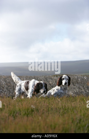 zwei english Setter auf Punkt während ein Moorhuhn-schießen in Yorkshire Stockfoto