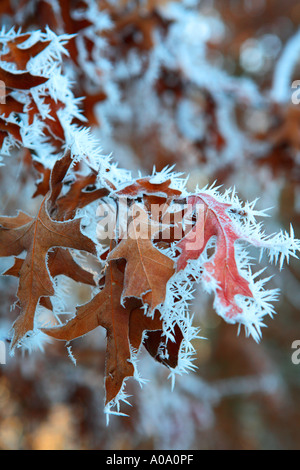 Frost bedeckt Eiche Blätter an einem kalten Wintermorgen. Stockfoto