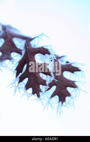 Frost bedeckt Eiche Blätter an einem kalten Wintermorgen. Stockfoto
