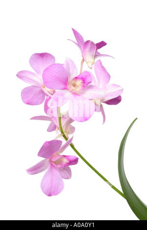 Rosa Orchidee Pflanze Stockfoto