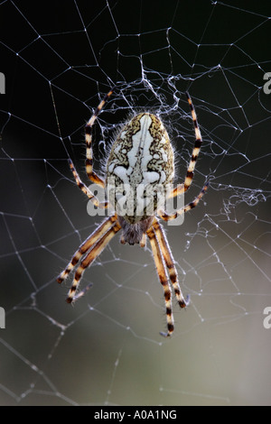 Eiche Spinne weiblich (Aculepeira Ceropegia) in ihrem Netz Stockfoto