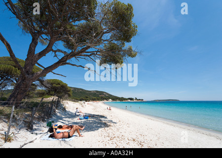 Palombaggia Strand in der Nähe von Porto-Vecchio, Corse-du-Sud, Korsika, Frankreich Stockfoto