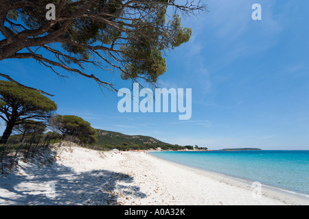 Palombaggia Strand in der Nähe von Porto-Vecchio, Corse-du-Sud, Korsika, Frankreich Stockfoto