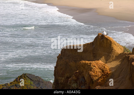 Möwe thront auf einem Felsen Stockfoto