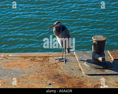 Great Blue Heron Stockfoto