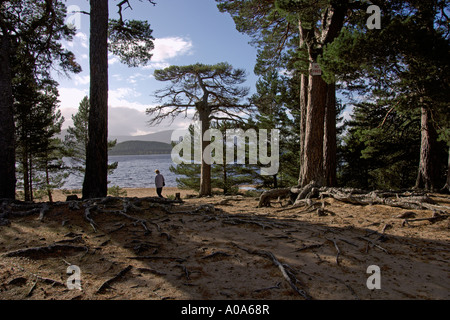 Loch Morlich Rothiemurchus Glenmore Forest Park Aviemore Cairngorm National Park Schottisches Hochland Stockfoto