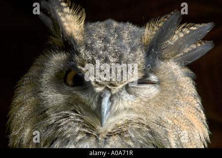 Eagle Owl Dunrobin Castle Falknerei Display Golspie Sutherland Highland Region Inverness Stockfoto