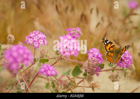 Distelfalter Schmetterling (Vanessa Cardui) Fütterung von Wildblumen Stockfoto