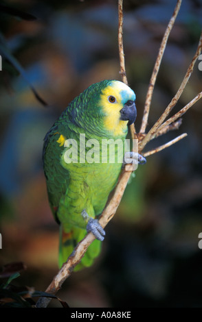 PUERTO RICO bunte Papagei auf AST auf der Insel Vieques Stockfoto