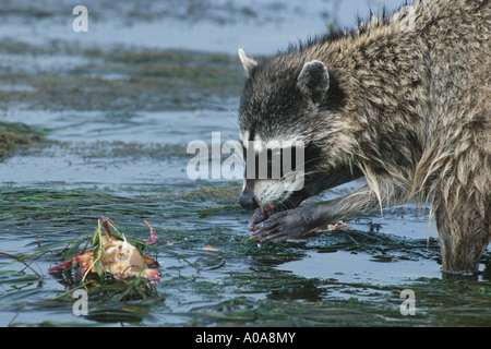 Waschbär (Procyon Lotor) ernähren sich von Krabben in tidepool Stockfoto