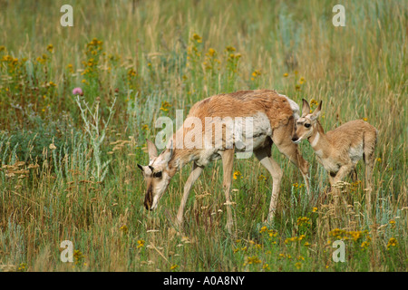 Gabelbock (Antilocapra Americana) Mutter und junge Stockfoto