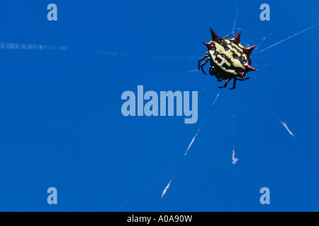 Krabbenartige stacheligen Orb Weaver Spider (Gasteracantha Cancriformis) Stockfoto