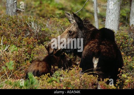Elch (Alces Alces) Kuh und Kalb, stehend im Busch in der Nähe Teich beobachten Stockfoto