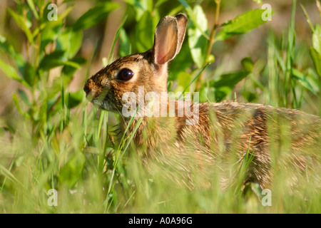 Östlichen Cottontail Kaninchen (Sylvilagus Floridanus) Stockfoto