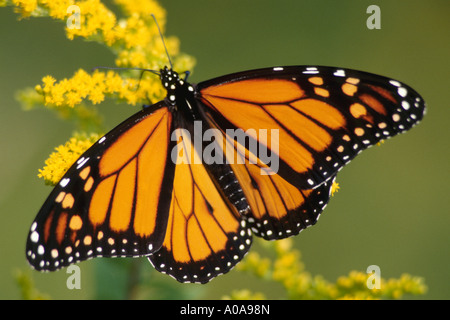 Monarchfalter (Danaus Plexippus) auf Goldrute. Stockfoto
