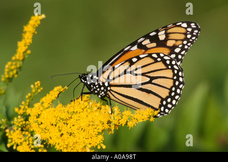 Monarchfalter (Danaus Plexippus) Stockfoto