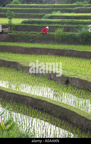 Landwirt, Reisfelder, Bali Stockfoto