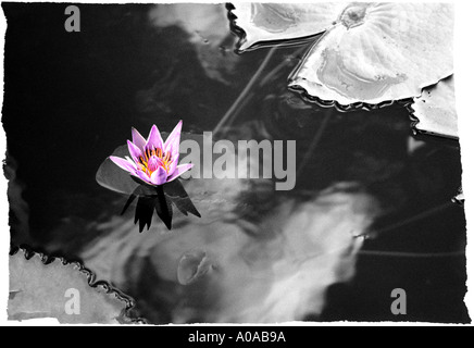 Auf dem Gelände eines buddhistischen Wat blüht eine einzigen Lotusblume in einem kleinen Teich widerspiegelt die Wolken. Stockfoto