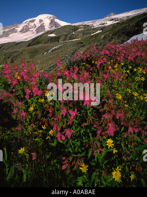 Alpine Willdflowers Zwerg Weidenröschen und Arnika Gletscher und Wasserfälle Mt Baker Wilderness Area Washington State USA Stockfoto