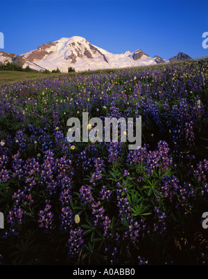 Lupine und Wildblumen Skyline teilen Mt Baker Wilderness Area Washington State USA Stockfoto