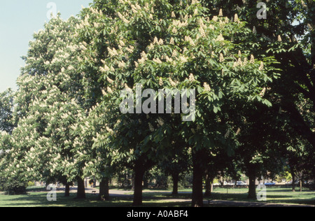 Rosskastanie - Aesculus Hippocastanum - Bäume im Frühjahr Southall Park West London England UK Stockfoto