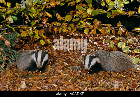 Dachse (Meles Meles) auf Nahrungssuche in Buchenholz im Herbst, UK Stockfoto