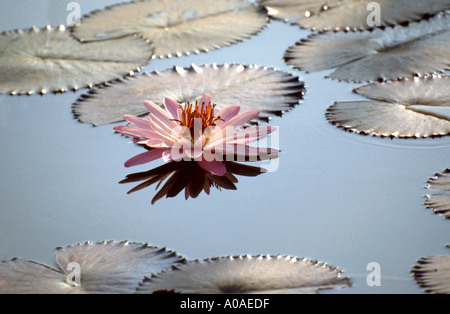 Seerose und Pads auf einem Teich in Peru, polaren Stockfoto