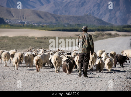 Hirte mit seiner Herde von Schafen auf der Straße nach Samye Kloster in der Nähe von Tsetang in der Tibet autonomen Region von China Stockfoto