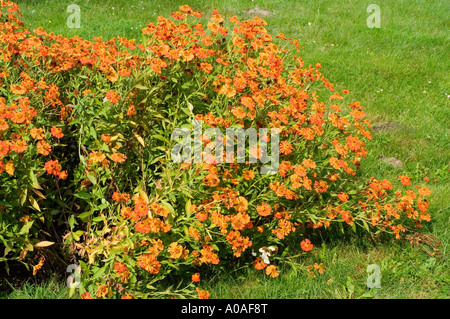 Leuchtend orange und gelb Helenium Herbstgarten var Riverton Juwel, gemeine Nasenweed Blüten blühen in einem sonnigen Herbstgarten. Stockfoto