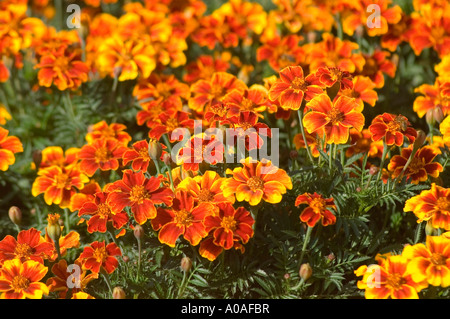 Leuchtende orange und rote Blüten der französischen Ringelblume (Tagetes patula), die auf einem Gartenfeld in Mexiko blühen. Stockfoto