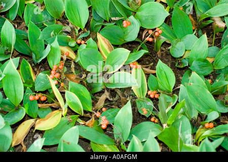 Rote Früchte und Beeren von Lilie of the Valley, Conval Lily, Mayflower, Muguet, Liliaceae, Convallaria majalis in natürlicher Waldlage. Stockfoto