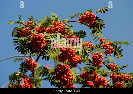 Haufen von hellen roten Vogelbeeren (sorbus scalaris) mit grünen Blättern vor klarem blauem Himmel im Herbst. Stockfoto