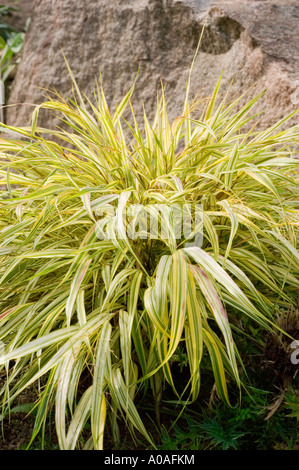 Gelbe Hakone Grasgrün Poaceae Hakonechloa Macra Var Aureola Stockfoto