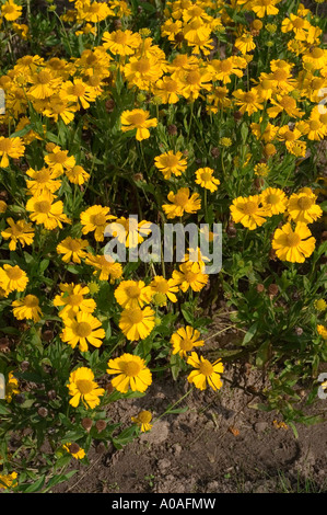 Viele gelbe Herbstblumen der Sneezeweed Asteraceae Helenium autumnale var Pumilum Magnificum blühen in einem Garten. Stockfoto