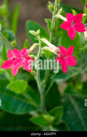 Leuchtend rote Blüten der Pflanze Nicotiana Domino Crimson blühen in einem Garten mit üppig grünem Laub. Stockfoto