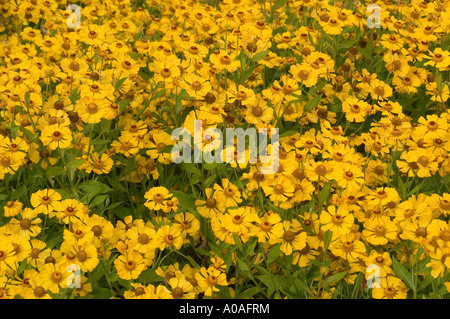 Ein dichtes Feld von gelben gewöhnlichen Nasenweed Asteraceae Helenium autumnale var Gartensonne blüht im Herbst. Stockfoto