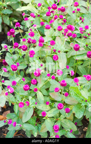 Leuchtend rosa violette Blüten des Globus Amaranth (Amaranthaceae Gomphrena globosa) blühen in einem üppigen Garten. Tropischer amerikanischer Ursprung. Stockfoto